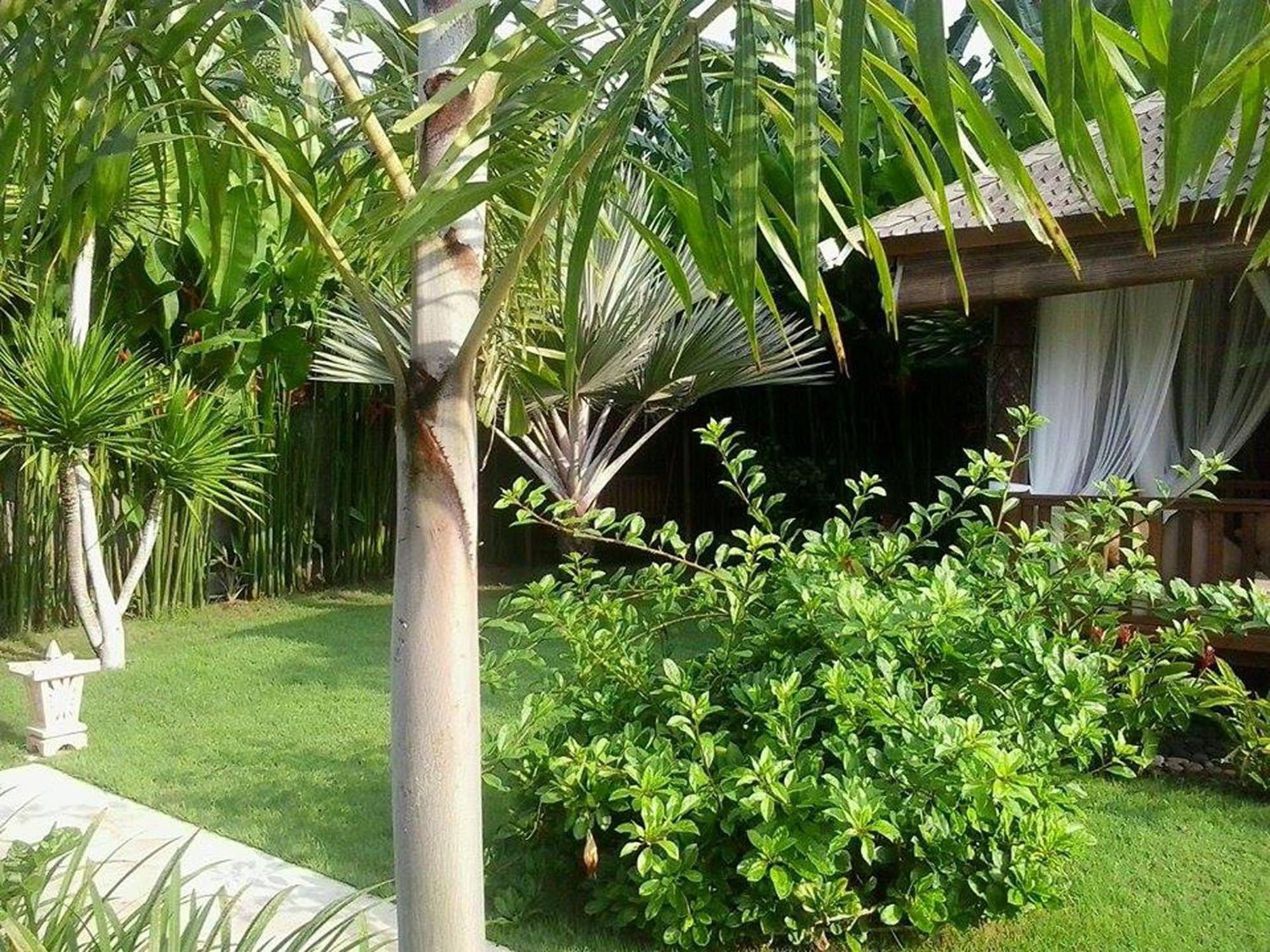 Villa Gusmania Кандидаса Номер фото